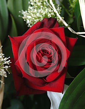 Deep Red Rose