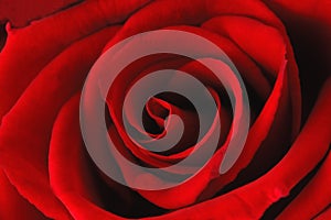 Deep red rose - abstract