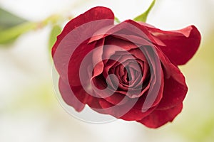 A deep red rose is bloomimg on white background