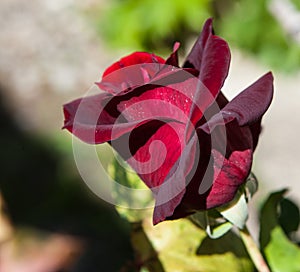 Deep red rose,close-up