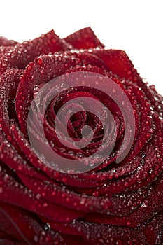 Deep red rose flower with dew drops