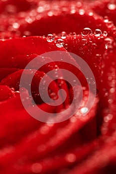 Deep red rose frower background with water drops