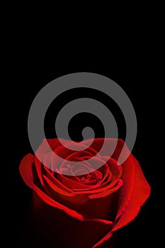 Deep red rose isolated on black