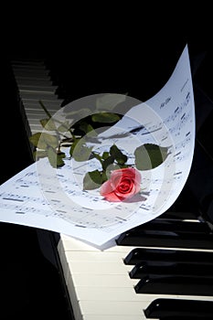 Deep Red Rose on Piano keys -vertical view