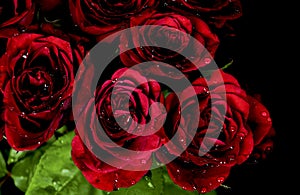 Deep red roses