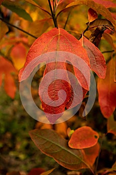 Deep Red Sassafras Leaf in Fall
