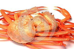 Deep red snow crab