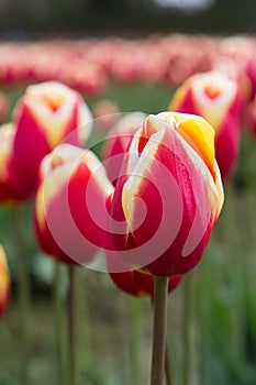 Deep red tulip close up with white and yellow trim on the petals, blurry tulips in the background