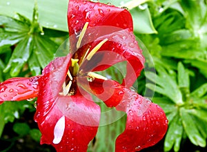 Deep red tulip with green background after the rain 1