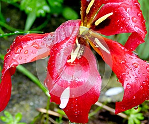 Deep red tulip with green background after the rain 2