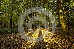 Long shadows of the trees going deep into the forest