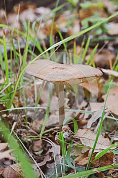 Deep root mushroom (Hymenopellis radicata) mushroom in closeup