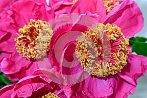 Deep rose pink peony Mandarinâ€™s Coat lactiflora closeup