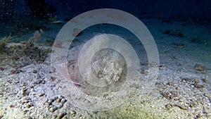 Deep scuba diving Torpedo fish burying itself