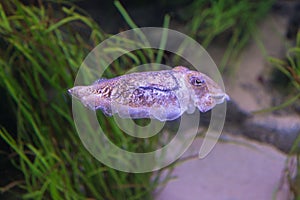 The Deep Sea Cephalopod Purple Cuttlefish, Marine Life photo