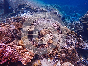 Deep sea and coral reef, colorful corals in ocean landscape