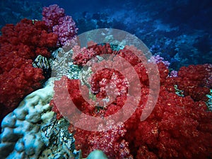 Deep sea and coral reef, colorful corals in ocean landscape