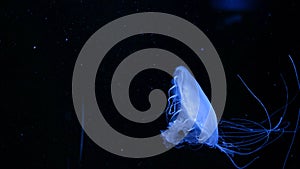 Deep Sea Creature Glowing Blue