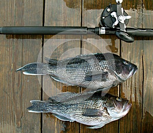 Deep Sea Fishing Catch photo