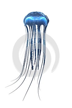 Deep sea jellyfish isolated