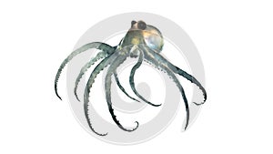 Deep sea octopod isolated