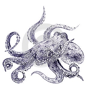 Deep sea octopus closeup . Hand drawn sketch with ballpoint pen on paper texture. Isolated on white. Bitmap