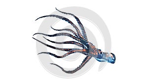 Deep sea octopus isolated