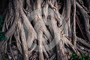 Deep Seated Roots of Banyan Tree