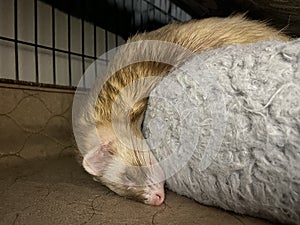 Deep Sleeping Female Cinnamon Ferret