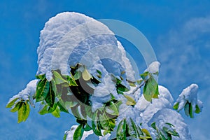 Deep snow on green leaves against dark blue sky