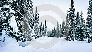Deep snow pack and snow covered trees at the alpine village of Sun Peaks