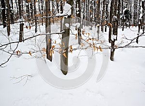 Deep Snow in a Winter Forest