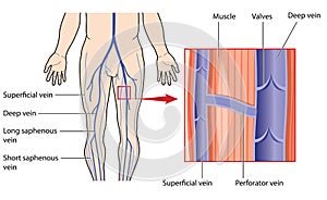 Deep and superficial veins of the leg