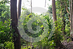 Deep tropical jungles of Southeast Asia. Asian tropical rainforest landscape. Green tree lush foliage in forest