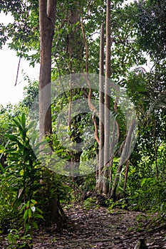 Deep tropical jungles of Southeast Asia. Asian tropical rainforest landscape. Green tree lush foliage in forest