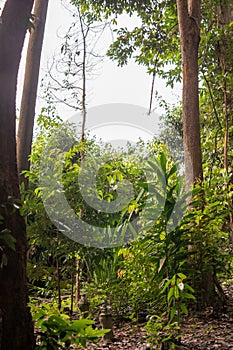 Deep tropical jungles of Southeast Asia. Asian tropical rainforest landscape. Green tree lush foliage in forest