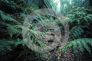 Deep tropical jungles of Southeast Asia in spring