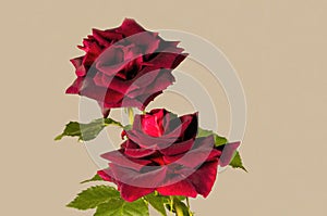 Deep velvet rich red Burgandy colored Rose