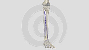 The deep venous system of the calf includes the anterior and posterior tibial veins and the paired peroneal veins