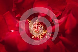 Deep, vibrant red rose. Extreme macro, full frame close up