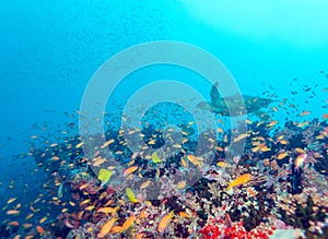 Deep Water Coral Reef