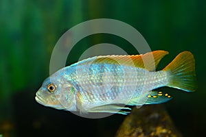 Deep Water Hap & x28;Placidochromis electra& x29; Aquarium Fish