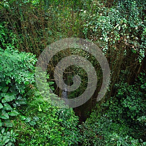 Jungle in Bali, Indonesia photo