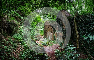 Deep wild forest with stones in Alsace