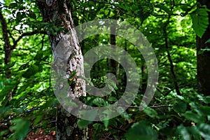 Deep wild forest with stones in Alsace