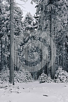 Deep winter forest covered with snow