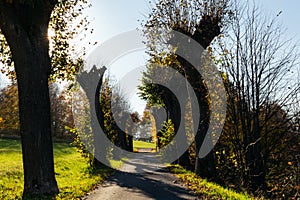 Deep wood forest hiking trail