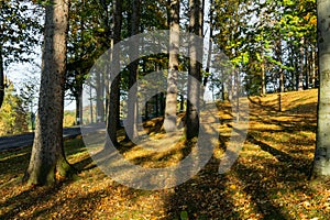 Deep wood forest hiking trail