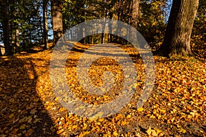 Deep wood forest hiking trail