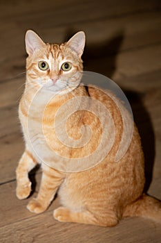 Deep yellow orange red European Shorthair cat sitting straight looking at camera